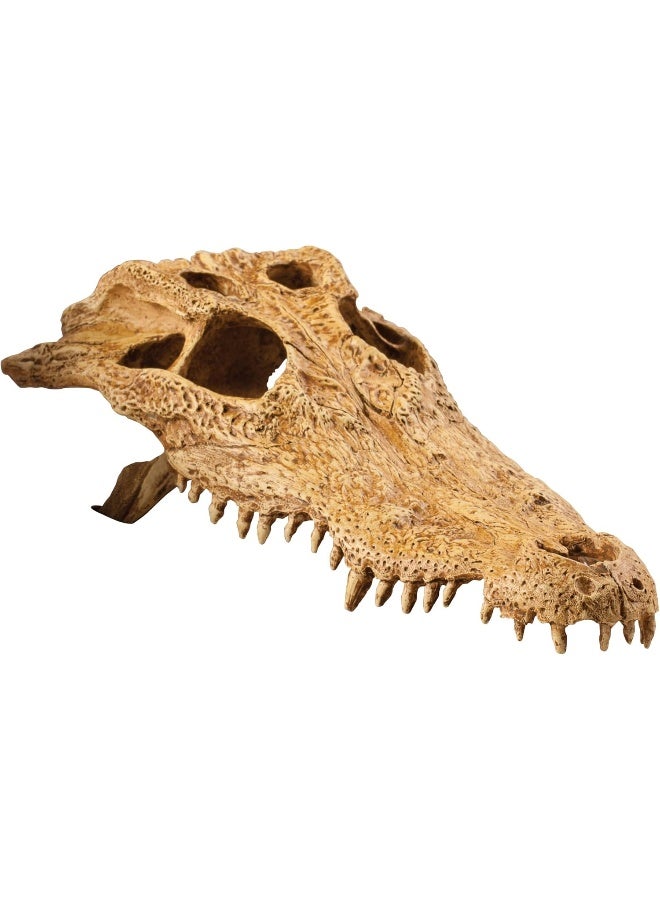 Exo Terra Crocodile Skull - Decor For Terrarium - Image 1