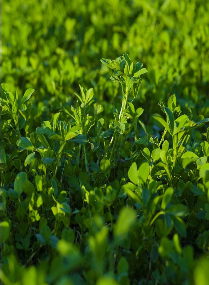 GGOOT Alfalfa - Medicago Sativa Vegetable Seeds, Also Known as Alfalfa Sprouts Home Garden Planting by Heirloom Garden, 10 Seeds - Image 5