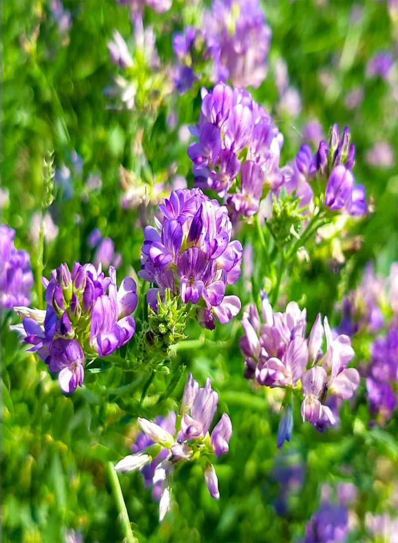 GGOOT Alfalfa - Medicago Sativa Vegetable Seeds, Also Known as Alfalfa Sprouts Home Garden Planting by Heirloom Garden, 10 Seeds - Image 2