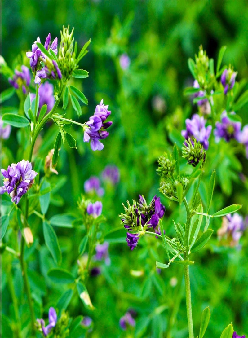 GGOOT Alfalfa - Medicago Sativa Vegetable Seeds, Also Known as Alfalfa Sprouts Home Garden Planting by Heirloom Garden, 10 Seeds - Image 1