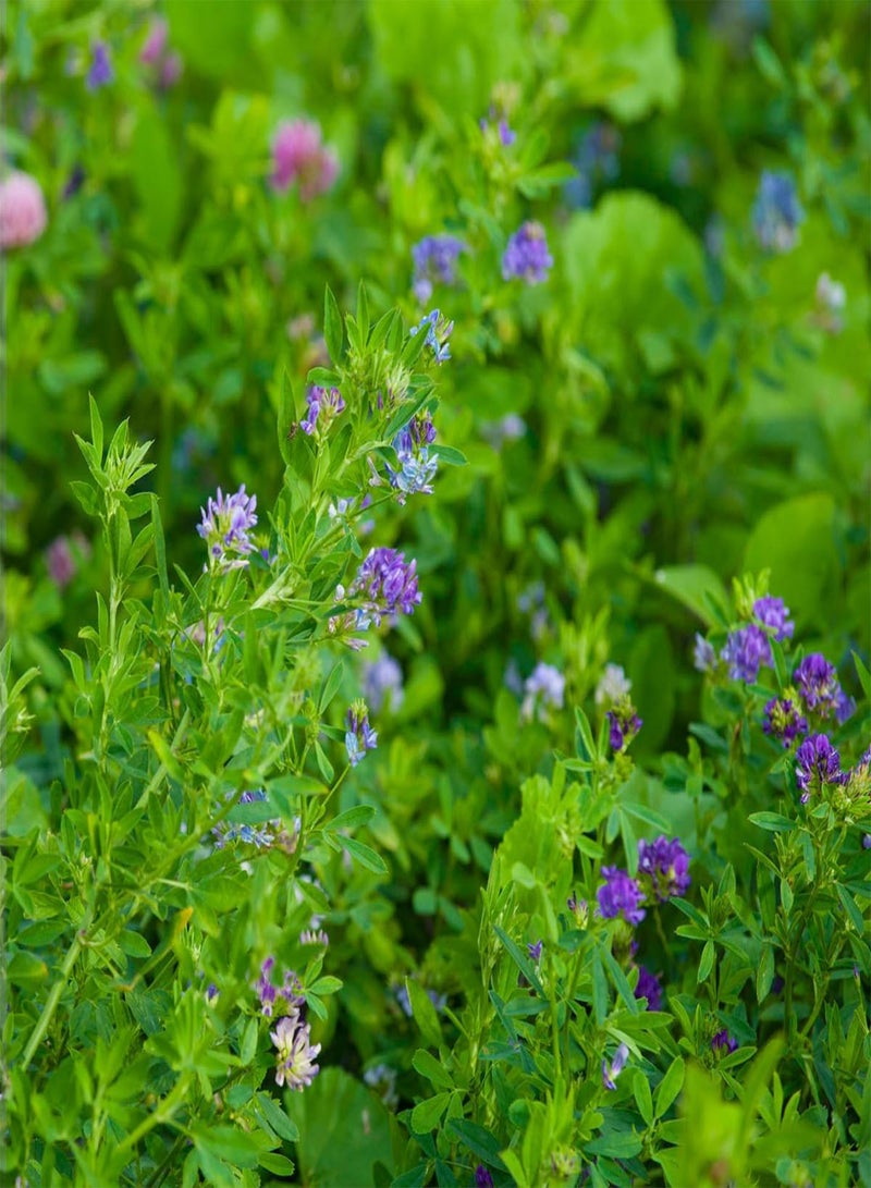 GGOOT Alfalfa - Medicago Sativa Vegetable Seeds, Also Known as Alfalfa Sprouts Home Garden Planting by Heirloom Garden, 10 Seeds - Image 4