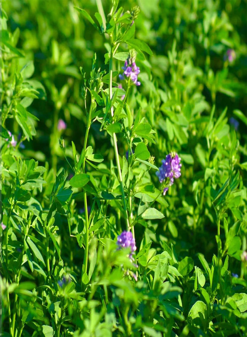 GGOOT Alfalfa - Medicago Sativa Vegetable Seeds, Also Known as Alfalfa Sprouts Home Garden Planting by Heirloom Garden, 10 Seeds - Image 3