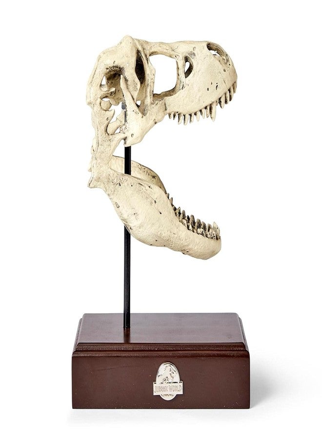 Toynk Jurassic World Tyrannosaurus Rex Skull Resin Replica - 9x8-Inch TRex Dinosaur Head Statue - Realistic Model Skeleton Decoration - Home & Office Decor, Shelf Display - Decorative Dino Fossil Sculpture - Image 1