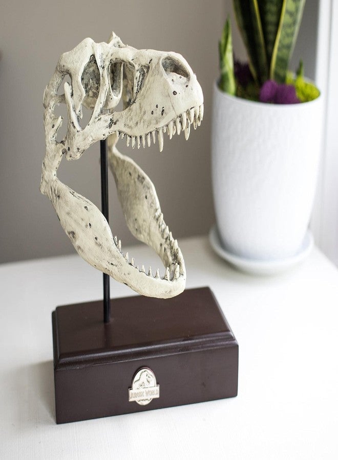 Toynk Jurassic World Tyrannosaurus Rex Skull Resin Replica - 9x8-Inch TRex Dinosaur Head Statue - Realistic Model Skeleton Decoration - Home & Office Decor, Shelf Display - Decorative Dino Fossil Sculpture - Image 5