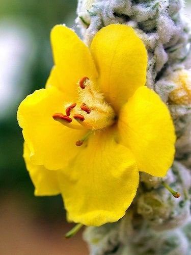 SVI Bulk 100 Seeds Mullein Seed Ornamental Plant Flowering Medicinal - Image 2
