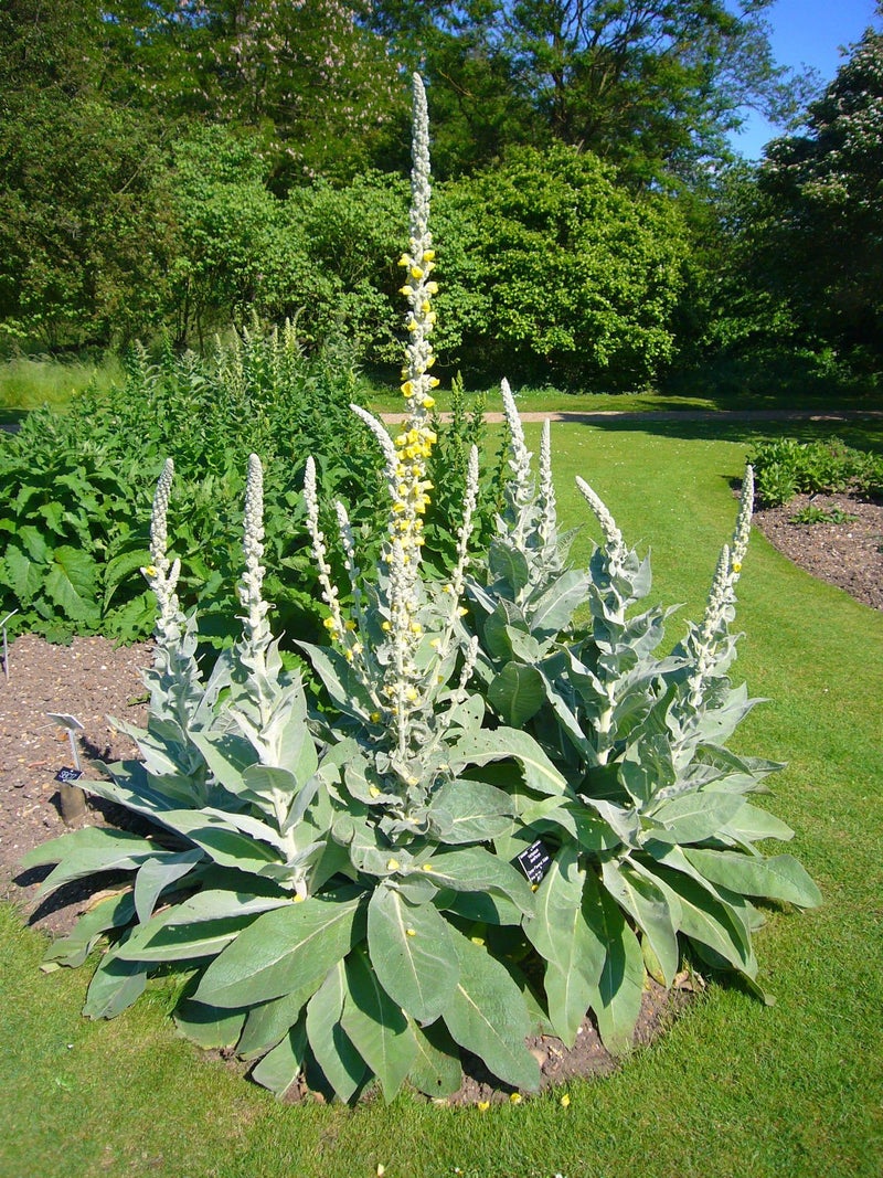 SVI Bulk 100 Seeds Mullein Seed Ornamental Plant Flowering Medicinal - Image 1