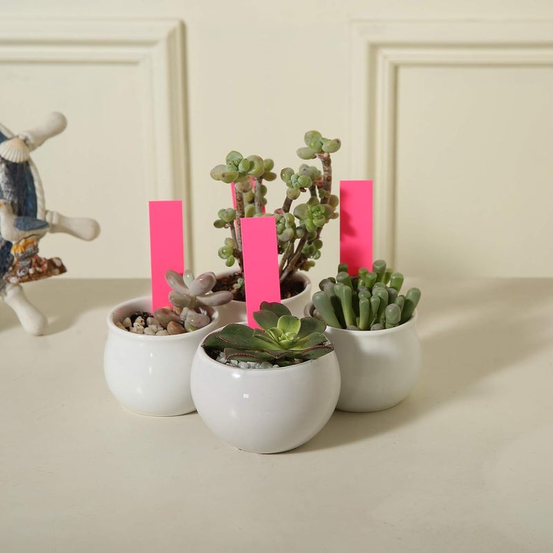 Mihey 1000 Pcs 4 Inch Garden Plant Labels, Plastic Nursery Tags Waterproof Pot Seed Markers, Pink - Image 4