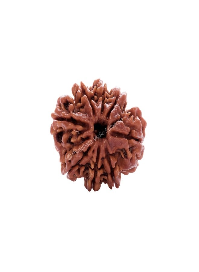 ARKAM Eight Mukhi Rudraksha Certified/Original Nepali 8 Mukhi Rudraksh/Natural 8 Faced Rudraksha (Brown) with Certificate and Puja Instructions - Image 1