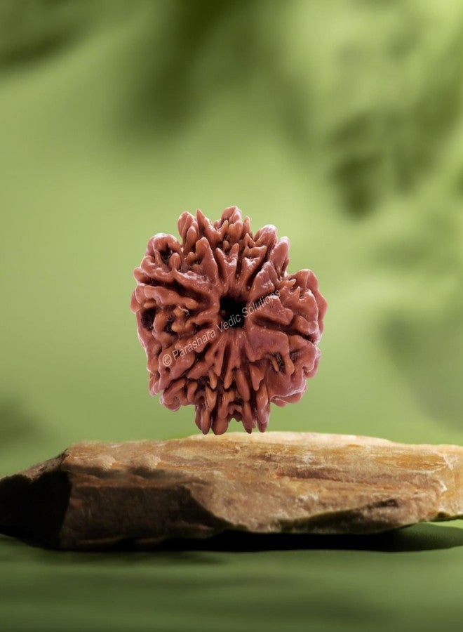 ARKAM Eight Mukhi Rudraksha Certified/Original Nepali 8 Mukhi Rudraksh/Natural 8 Faced Rudraksha (Brown) with Certificate and Puja Instructions - Image 4