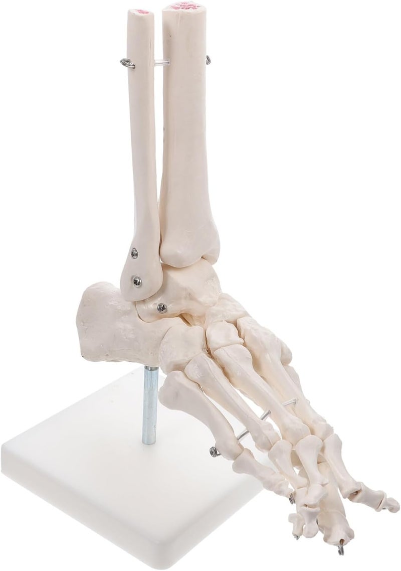 klarako Foot Joint Model Skeletal Foot Model Human Anatomical Module Anatomy Skeleton Model maniquin Anatomical Foot Model sfp Module Human Body Model Anatomical Model PVC White Puzzle 3D