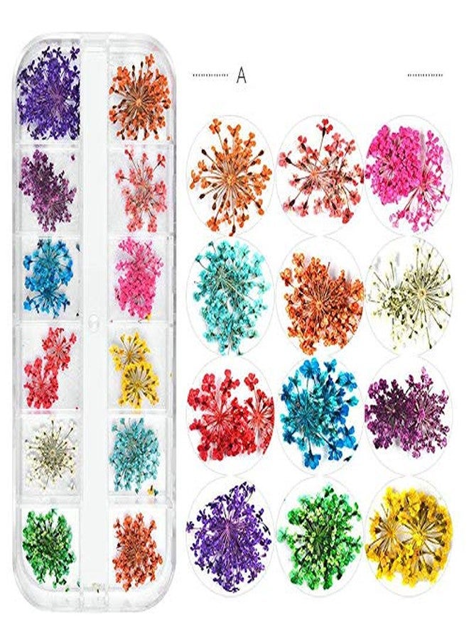 Yeahgoshopping Dry Flowers Nail Art Decorations 3D Natural Daisy Sun Flower - 12 Colors Random and Design/Box - Image 3