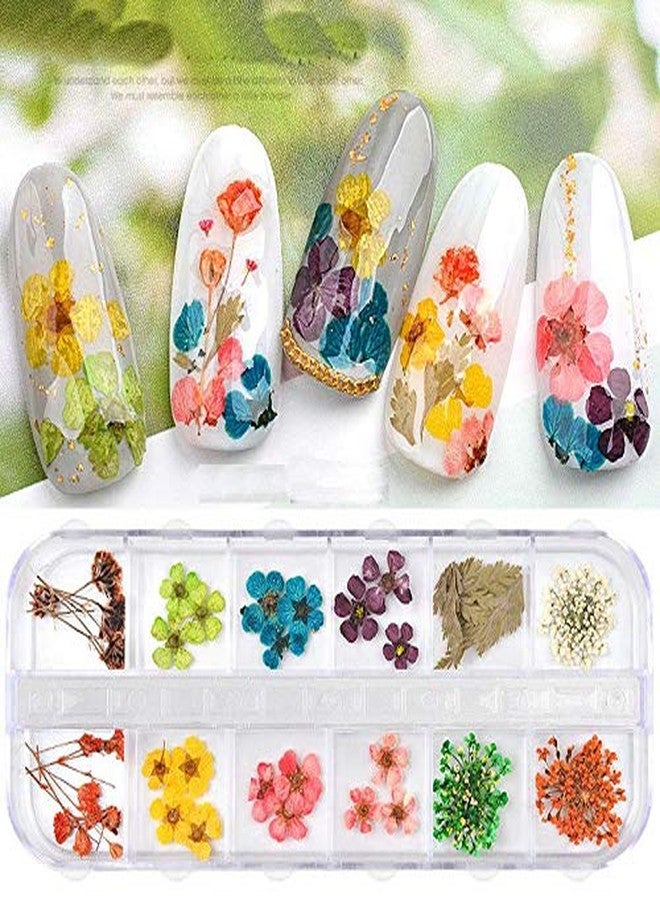 Yeahgoshopping Dry Flowers Nail Art Decorations 3D Natural Daisy Sun Flower - 12 Colors Random and Design/Box - Image 2