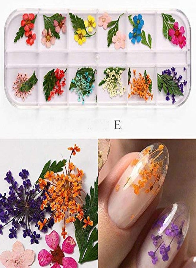 Yeahgoshopping Dry Flowers Nail Art Decorations 3D Natural Daisy Sun Flower - 12 Colors Random and Design/Box - Image 5