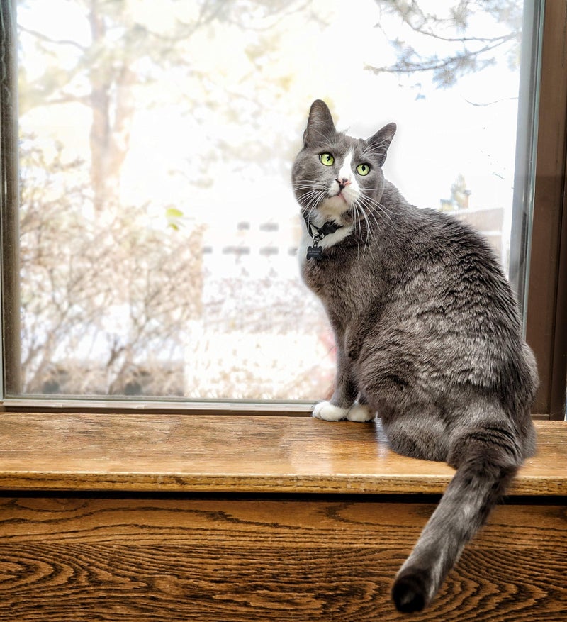 In Clover Fresh Digest Daily Digestive Aid and Immune Support for Cats - Image 5