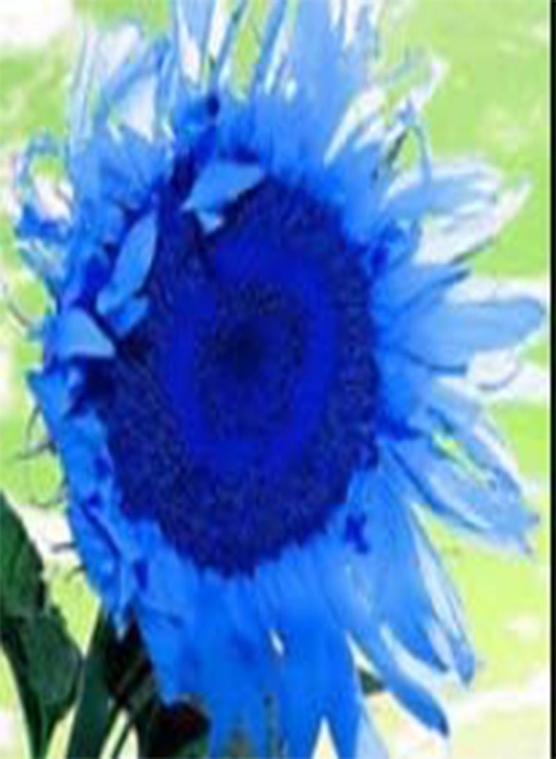 GGOOT Fresh 30 Pcs Sunflower Perennial Flower Seeds for Planting Ocean Blue