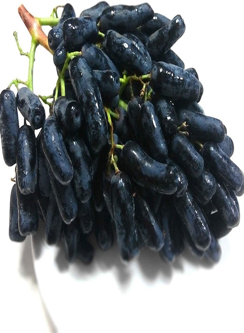 جي جوت بذور العنب الأسود الأرجواني، نبات متسلق متساقط الأوراق، نبات فاكهة كثير العصير عالي الغلة، مناسب للزراعة الخارجية في الحديقة. - Image 4