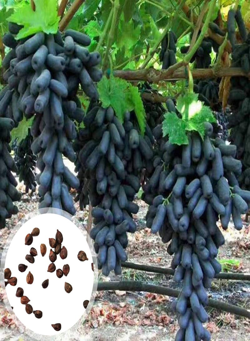 جي جوت بذور العنب الأسود الأرجواني، نبات متسلق متساقط الأوراق، نبات فاكهة كثير العصير عالي الغلة، مناسب للزراعة الخارجية في الحديقة. - Image 2