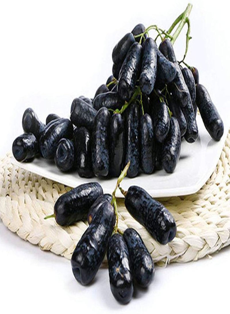 جي جوت بذور العنب الأسود الأرجواني، نبات متسلق متساقط الأوراق، نبات فاكهة كثير العصير عالي الغلة، مناسب للزراعة الخارجية في الحديقة. - Image 1