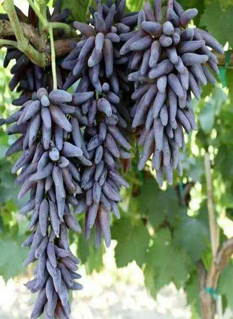 جي جوت بذور العنب الأسود الأرجواني، نبات متسلق متساقط الأوراق، نبات فاكهة كثير العصير عالي الغلة، مناسب للزراعة الخارجية في الحديقة. - Image 5