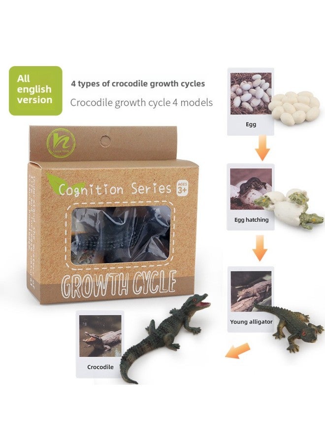 Realistic Simulation Animal Plant Models Toy Collection - Dinosaurs Dragons Unicorns Mermaids Sharks More-Color:PL127-2452 Crocodile Growth Cycle + English Card + Color Box 90.8G  - Image 1