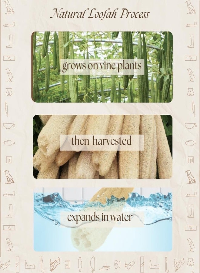 كرافتس أوف إيجبت ليفة مصرية كاملة، طبيعية 100%، مثالية للاستحمام والتقشير. ليفة فاخرة لتقشير بشرتك. - Image 4