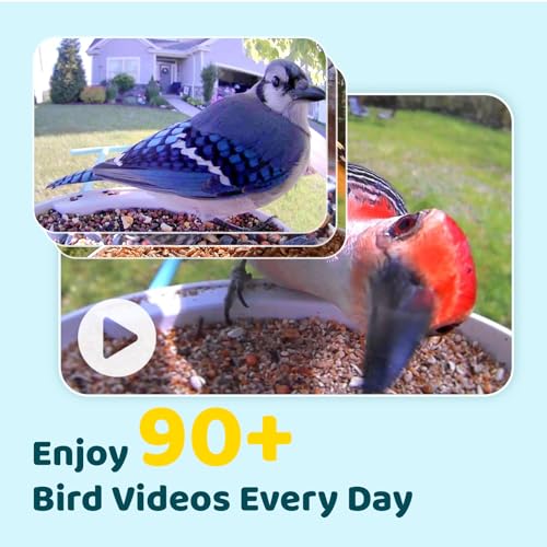 NETVUE by Birdfy Smart Bird Feeder with Camera, Bird Watching Camera, Auto Capture Video & Motion Detection, 1080P Live Steam, Cardinal Feeder Outdoor Wireless, Ideal Present for Backyard Birder, Blue - Image 3