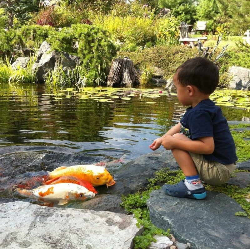 Aquascape Premium Cold Water Fish Food Pellets for Small to Medium Koi  Pond Fish Small Pellet 225 pounds  98871 - Image 4