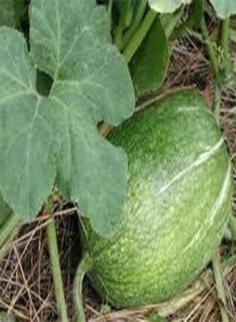 GGOOT 8 Chilcayote Plant Seeds - Image 2