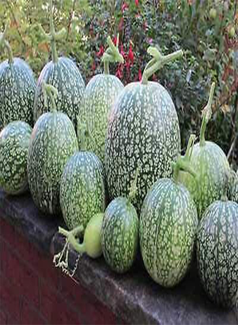 GGOOT 8 Chilcayote Plant Seeds - Image 1