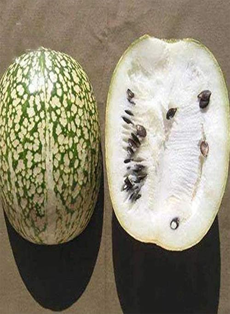 GGOOT 8 Chilcayote Plant Seeds - Image 3