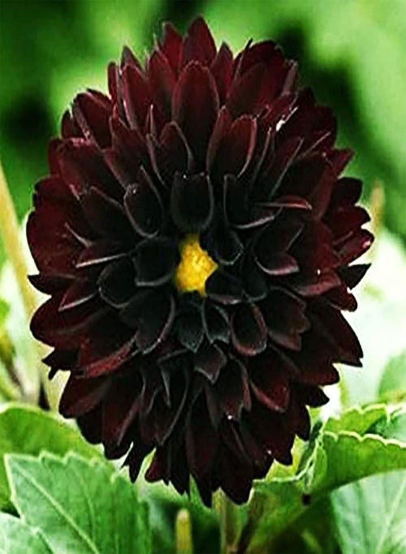 GGOOT 3pcs Red Dahlia seeds Precious Variety Long Lasting Fragrance Loved by People Suitable Novice Gardening Home Planting Unique Flower Shape Art Decoration - Image 1