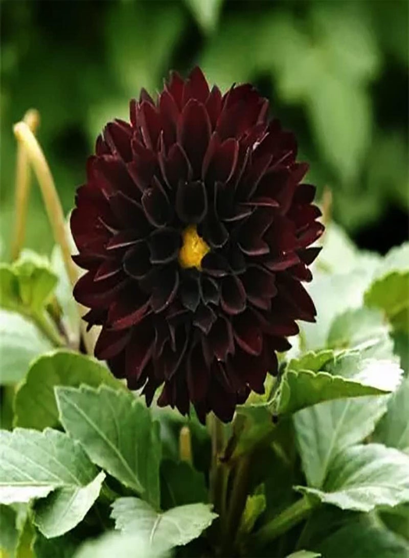 GGOOT 3pcs Red Dahlia seeds Precious Variety Long Lasting Fragrance Loved by People Suitable Novice Gardening Home Planting Unique Flower Shape Art Decoration - Image 2