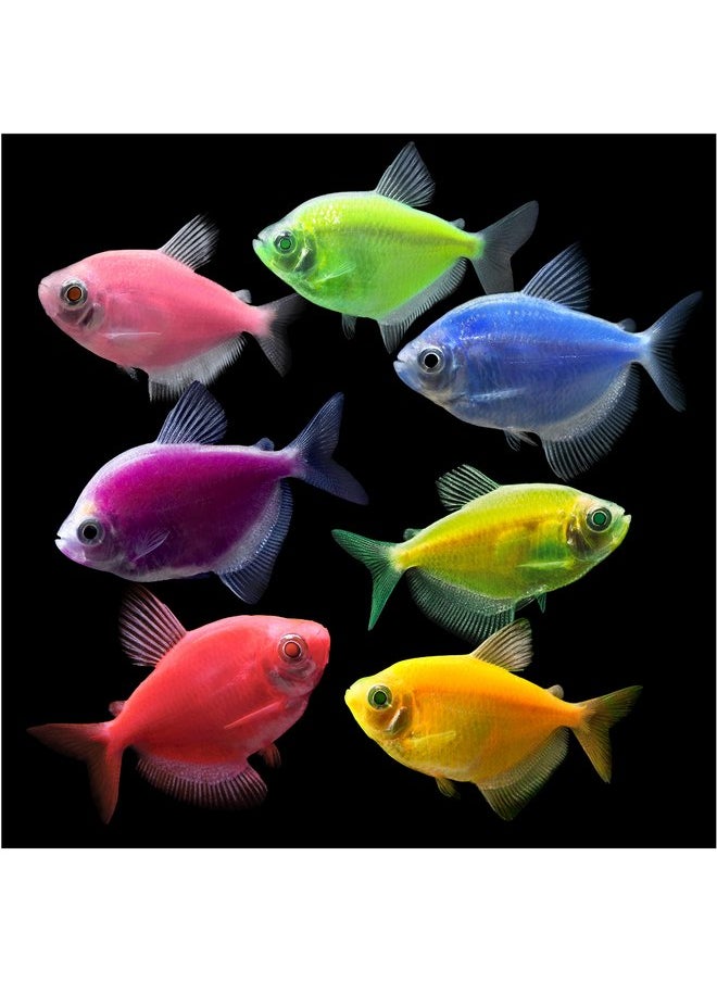 جلو فيش زينة شقائق النعمان الوردية من GloFish، زينة حوض السمك التفصيلية، تخلق تأثيرًا متوهجًا  - Image 3