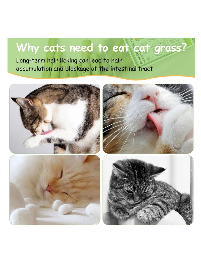 Meetion Catnip Toy Cat Grass Treats for Cat, 60g Natural Dried Snacks for Cats, Edible Cat Chew Toys, 12PCS Kitten Treats Stick for Cleaning Teeth Remove HairBall  - Image 2