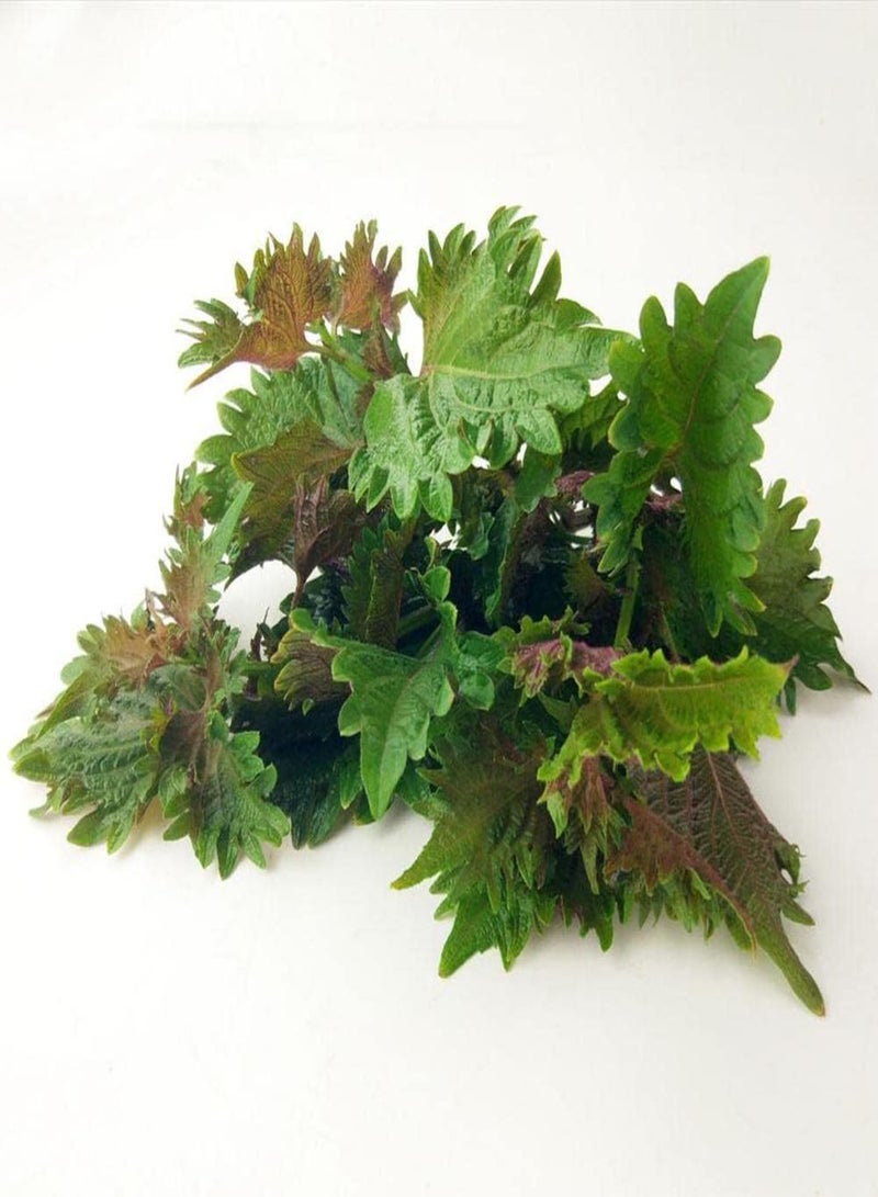 جي جوت 500 قطعة من بذور البيريلا للزراعة في الدفيئة على مدار العام، أعشاب زراعة الشيسو، صعوبة صغيرة مناسبة للمبتدئين والبستانيين المبتدئين - Image 2