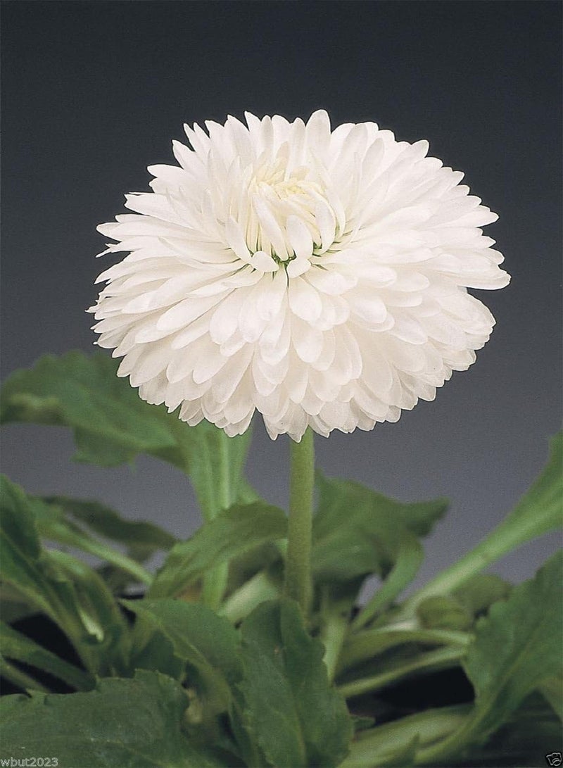 GGOOT 500 Bellis Seeds - White - Super Enorma Double - English Daisy - Image 3