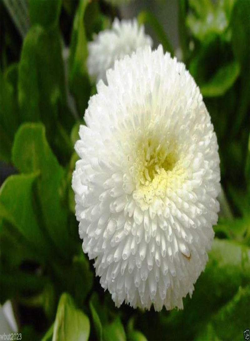 GGOOT 500 Bellis Seeds - White - Super Enorma Double - English Daisy - Image 1