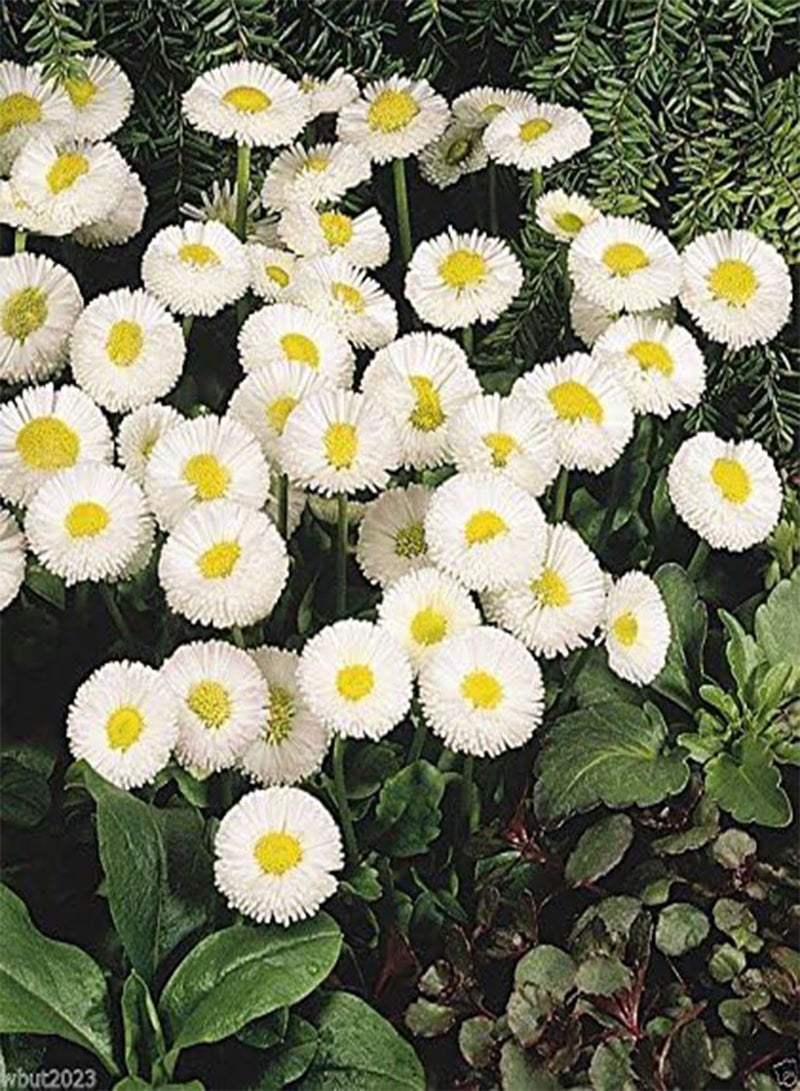 GGOOT 500 Bellis Seeds - White - Super Enorma Double - English Daisy - Image 2