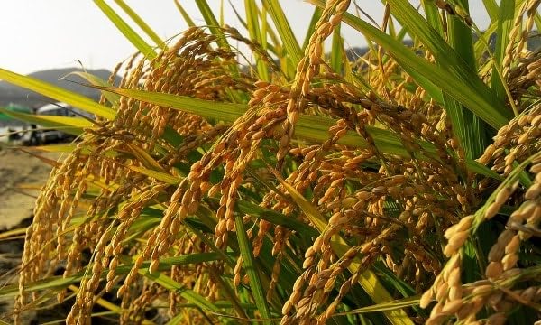 Green World Brown Rice Paddy Seeds for Farming & Agriculture (1 Kg) - Image 3