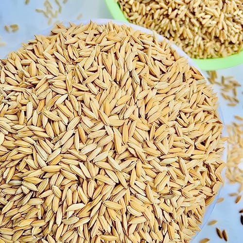 Green World Brown Rice Paddy Seeds for Farming & Agriculture (1 Kg) - Image 5