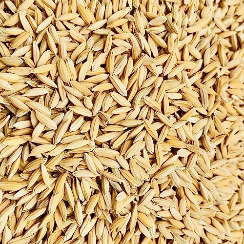 Green World Brown Rice Paddy Seeds for Farming & Agriculture (1 Kg) - Image 1