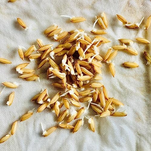 Green World Brown Rice Paddy Seeds for Farming & Agriculture (1 Kg) - Image 2