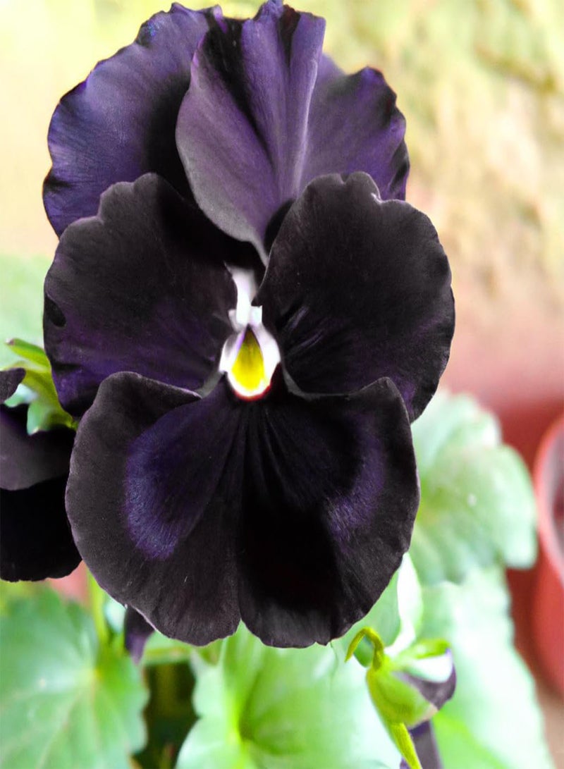 جي جوت بذور فيولا العودة إلى الأسود - 145 بذرة زهرة - Image 1