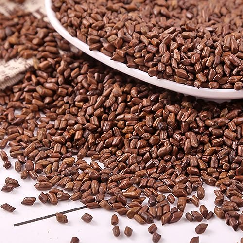 MIHUNTANG Cassia Seed Tea 17.63 oz Jue Ming Zi Cooked Cassia Seeds Angustifolia Tea cooked frying - Image 4
