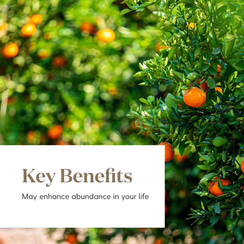 Young Living Abundance Essential Oil Blend | 15 ml | Warm, Uplifting Aromatherapy for Diffusing & Topical Use | Spicy, Invigorating Scent with Premium Botanical Oils - Image 5