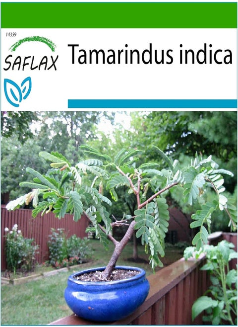 Bonsai - Tamarind - 4 Seeds - with Soil - Tamarindus Indica