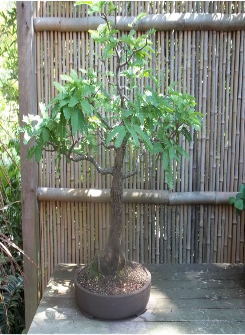 Bonsai - Tamarind - 4 Seeds - with Soil - Tamarindus Indica