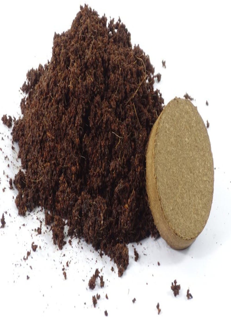 Bonsai - Tamarind - 4 Seeds - with Soil - Tamarindus Indica