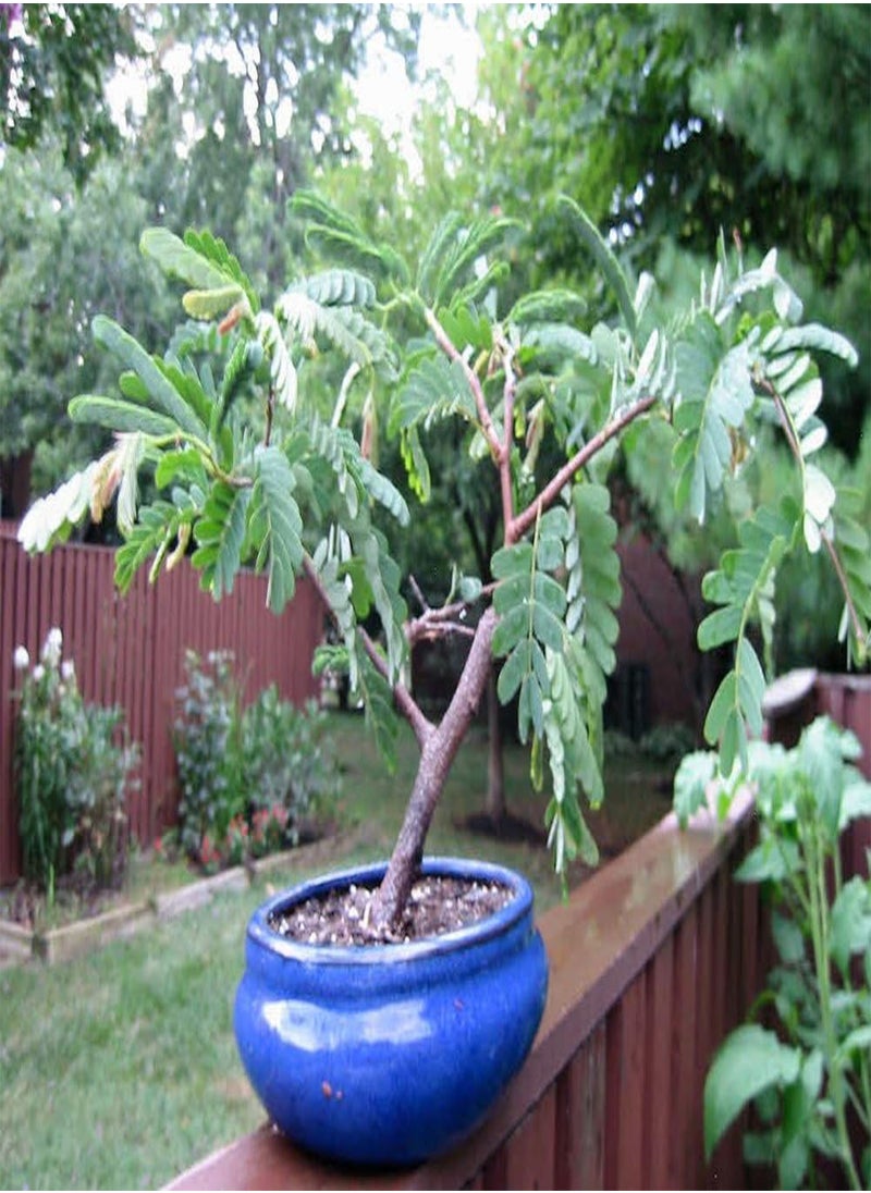 Bonsai - Tamarind - 4 Seeds - with Soil - Tamarindus Indica