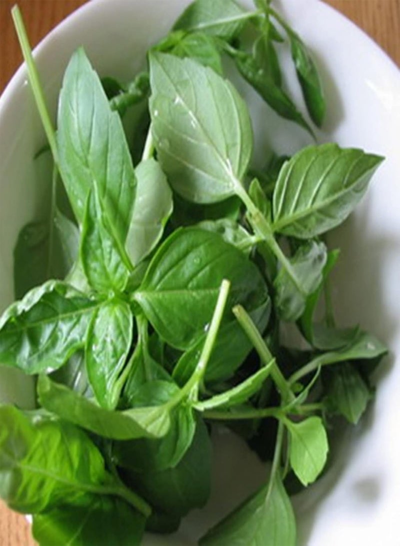 جي جوت 50 قطعة/كيس بذور الريحان العطرية غير المعدلة وراثيًا شبه دائمة الخضرة بذور الشمس الكاملة يارد جرين - Image 5